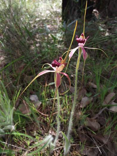 Caladenia - orchid wireless_hill_068.JPG